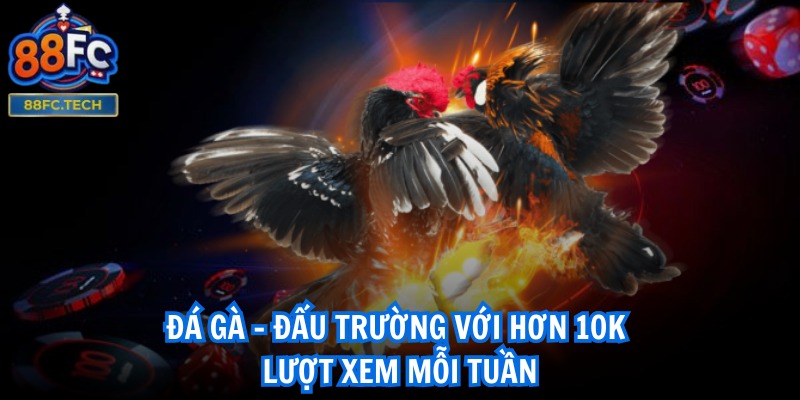 Đá gà - Đấu trường với hơn 10K lượt xem mỗi tuần