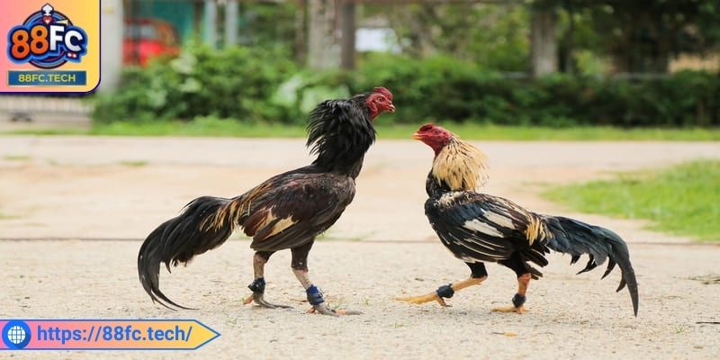 Khám phá đôi nét về đá gà 4k 88FC