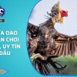Đá Gà Cựa Dao 88FC – Sân Chơi Kịch Tính, Uy Tín Hàng Đầu
