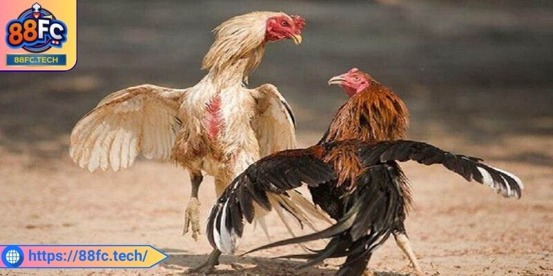 Tìm hiểu chung về đá gà cựa dao 88FC