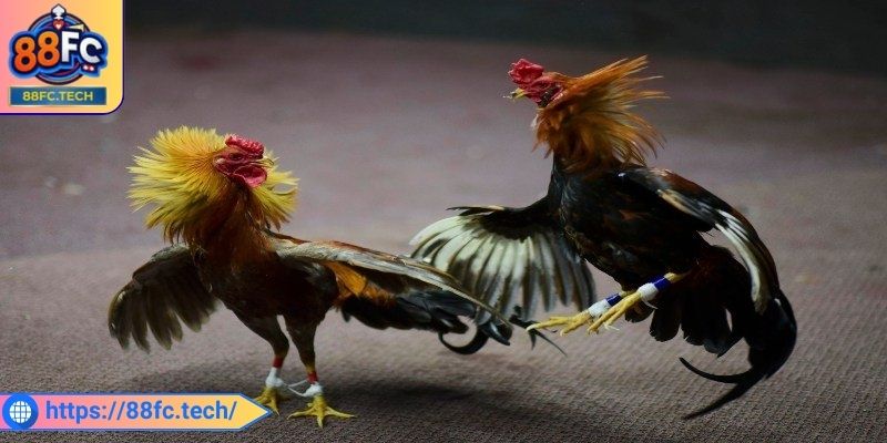 Âm thanh, hình ảnh rõ nét từng khoảnh khắc