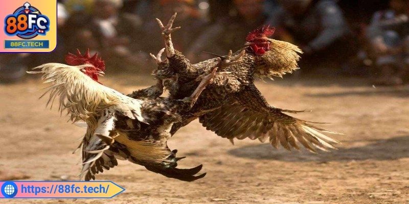 Đánh giá chính xác điểm mạnh yếu từng chiến kê