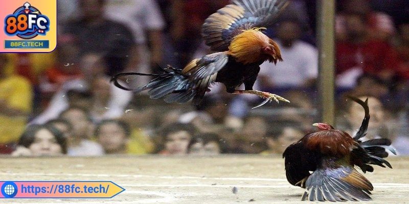 Tìm hiểu đôi nét về đá gà cựa sắt 88FC