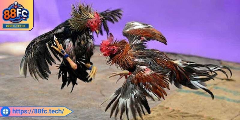 Sơ lược vài nét chính về đá gà Thomo 88FC