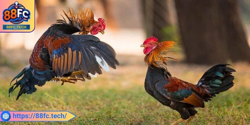 Đá Gà Tre 88FC - Cơ Hội Nhận Thưởng Giá Trị Hấp Dẫn Nhất 1 Tổng quan chung về trò chơi đá gà tre 88FC