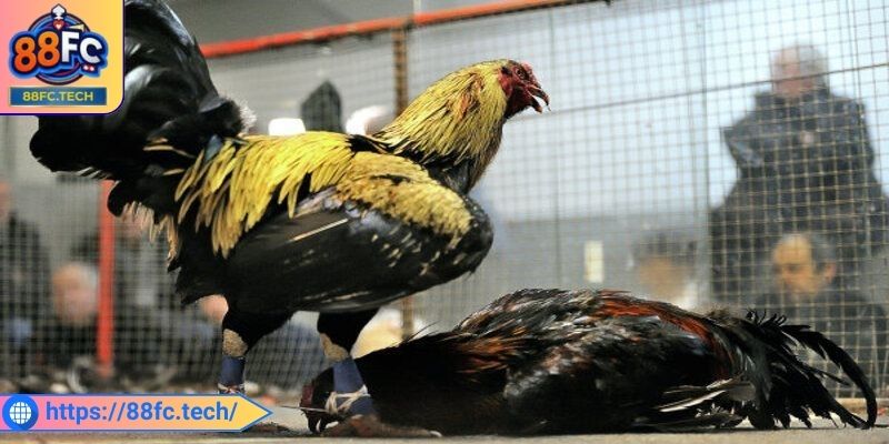 Đá Gà Trực Tiếp 88FC - Sân Chơi Kịch Tính Uy Tín Hàng Đầu 1 Tổng quan đôi nét về đá gà trực tiếp 88FC