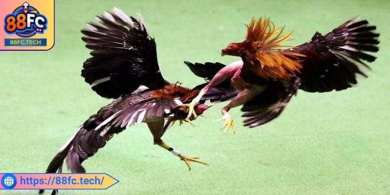 Đá Gà Trực Tiếp 88FC - Sân Chơi Kịch Tính Uy Tín Hàng Đầu 2 Theo dõi phong độ của các trường gà